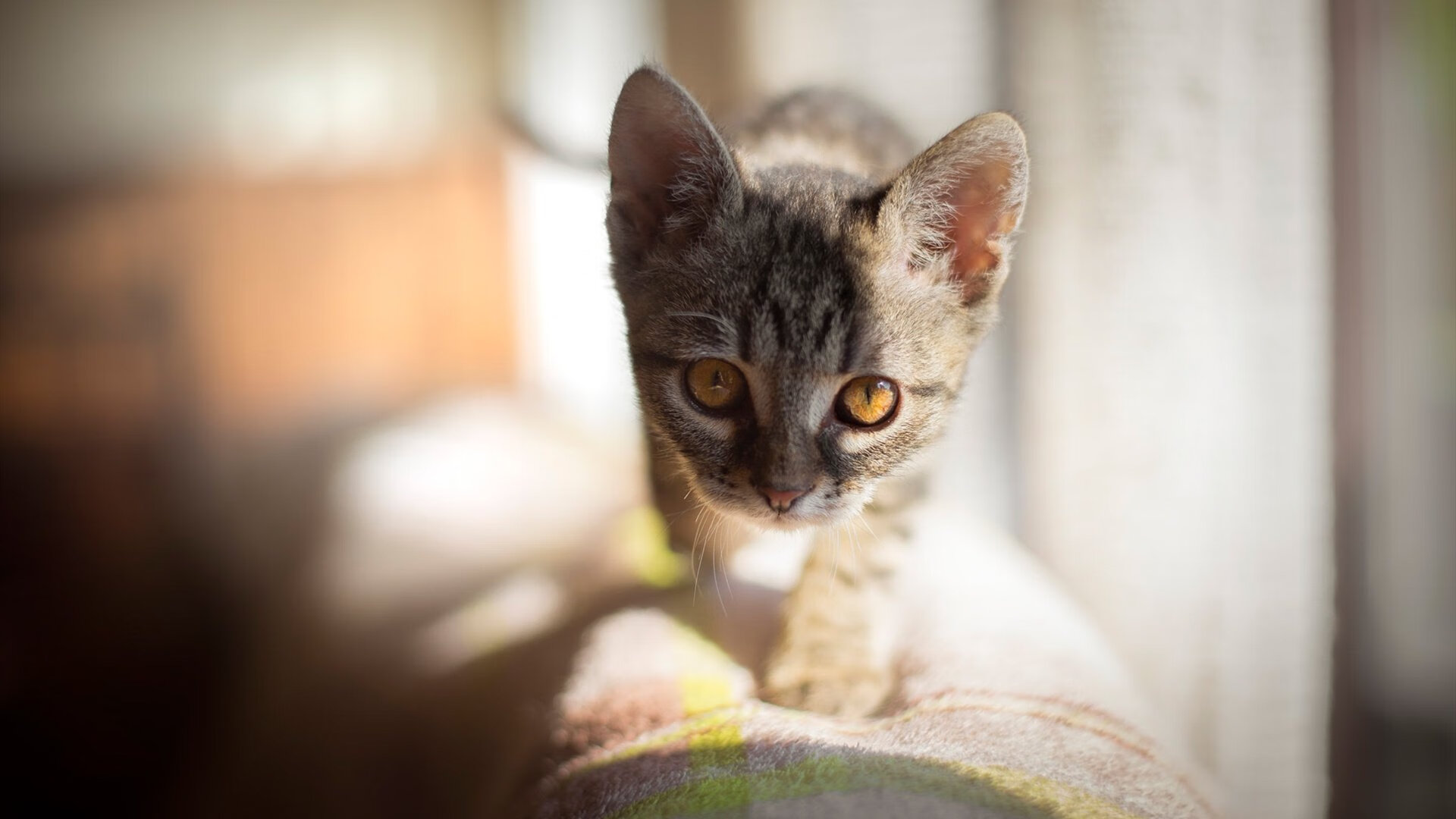 历史性的突破，波兰勇士在阿拉巴关键回合的钢铁意志下力克马德里竞技