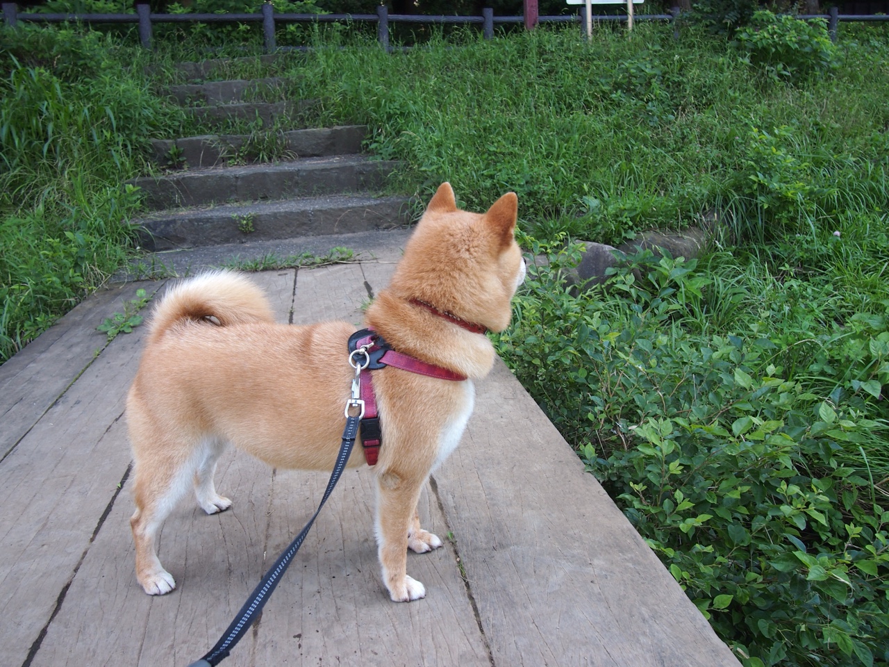 南欧与北非的足球对话,迪巴拉绝杀回应所有质疑