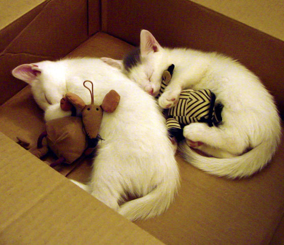 雷火电竞主播-当数据沉默时，他发出巨响，戈贝尔末节封神之战，尼克斯逆转76人的隐形逻辑