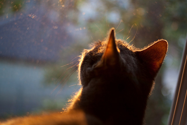 海啸撕裂银黑图腾柱，小贾伦一人扛起撕裂之城