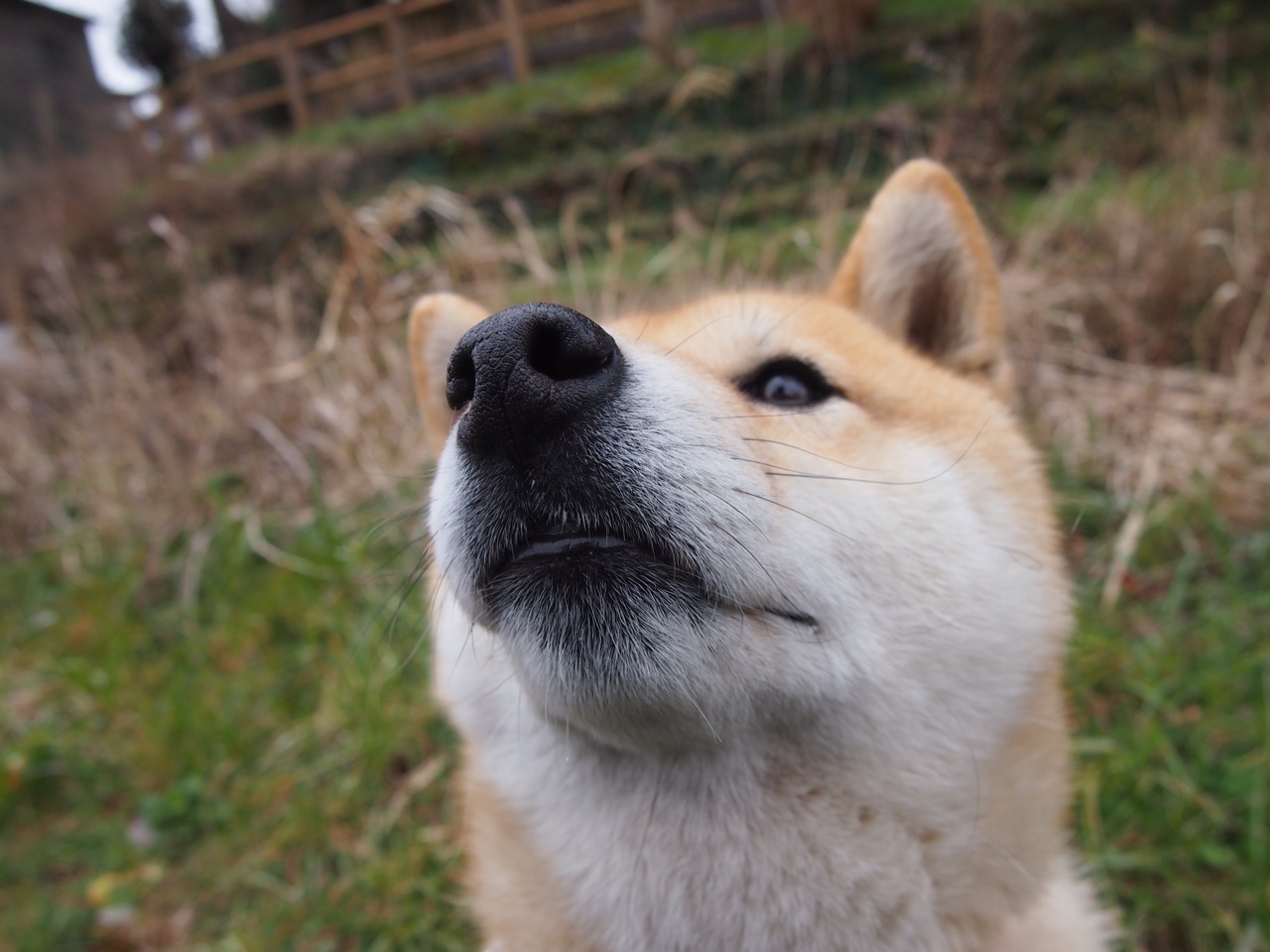 雷火电竞入驻-北京队加时险胜猛龙，约基奇三双，这是平行宇宙的篮球新闻吗？