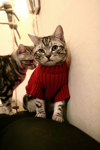 节奏的艺术，从布伦森到凯尔特人，现代篮球的掌控力如何映射辽宁队的挑战