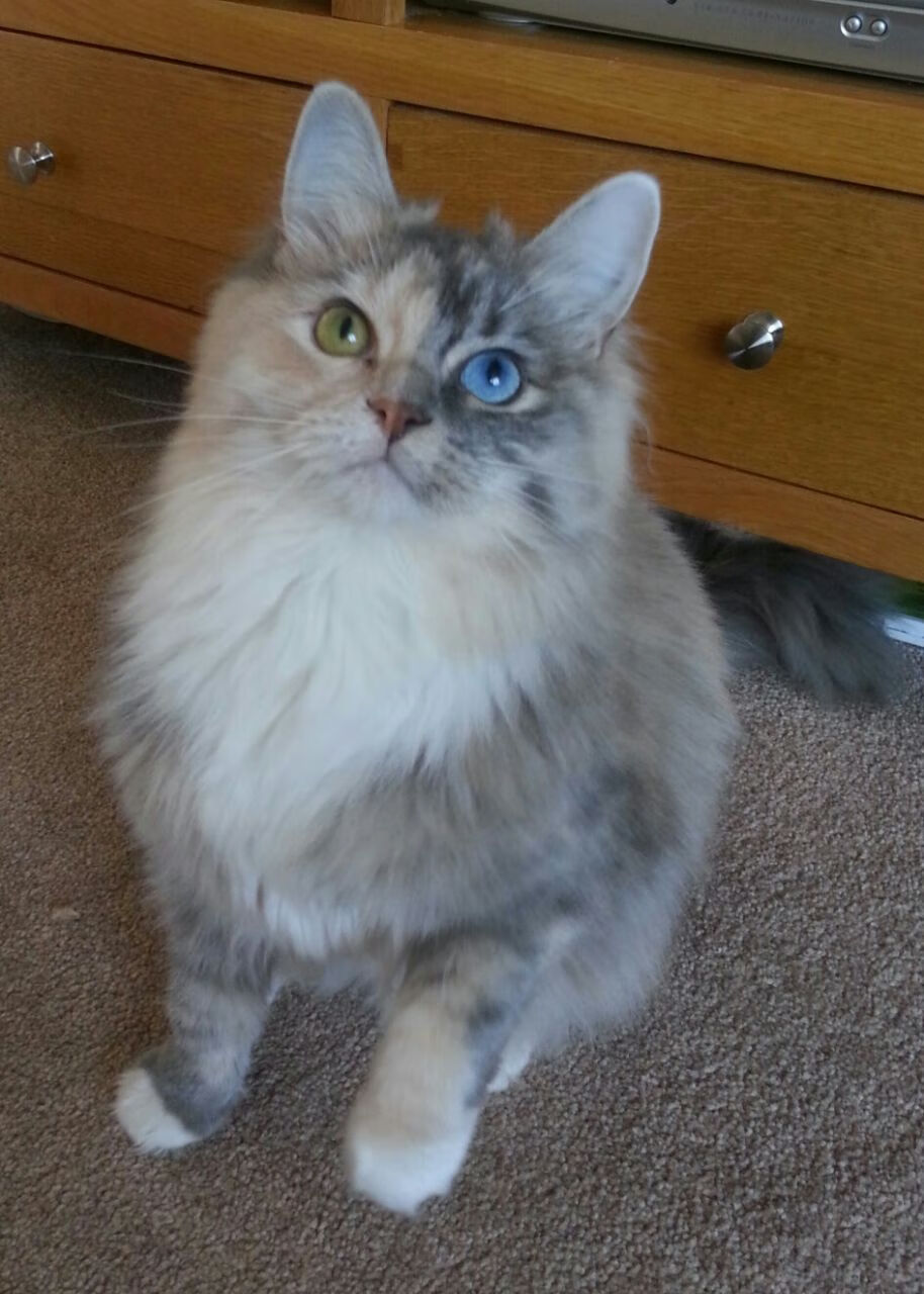 雷火电竞入驻-火箭坠落！杜锋布下五行大阵，格林突破迷雾终成关键先生