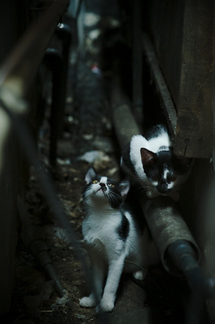 雷火电竞合作-绝境曙光，雨夜鏖战苏格兰，阿尔瓦雷斯化身关键先生拯救皇家社会
