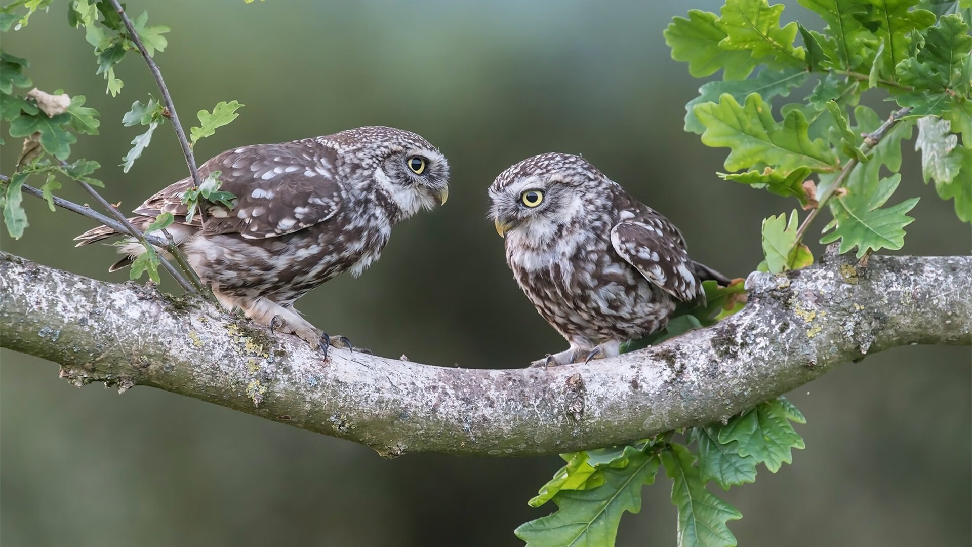 西甲国家德比之夜，罗德里戈的中轴觉醒，攻防转换的新核心