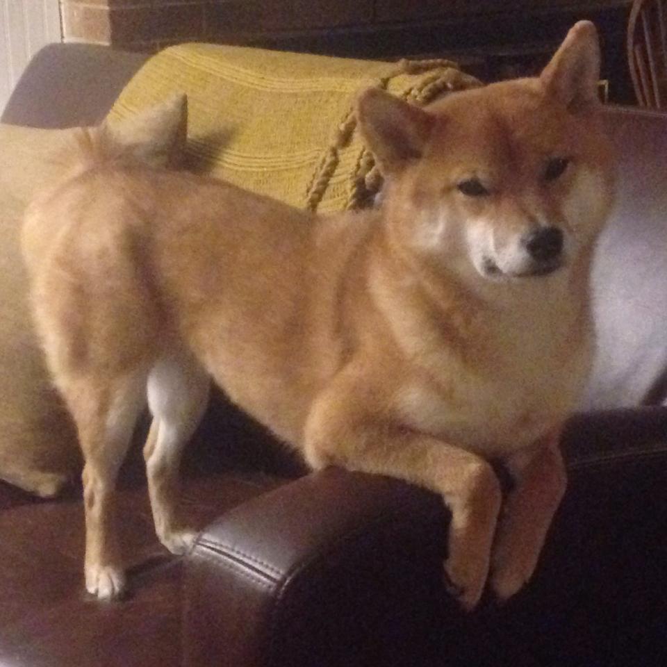 当曼城新星照亮旧战场，福登爆发下的奥地利逆袭希腊之战