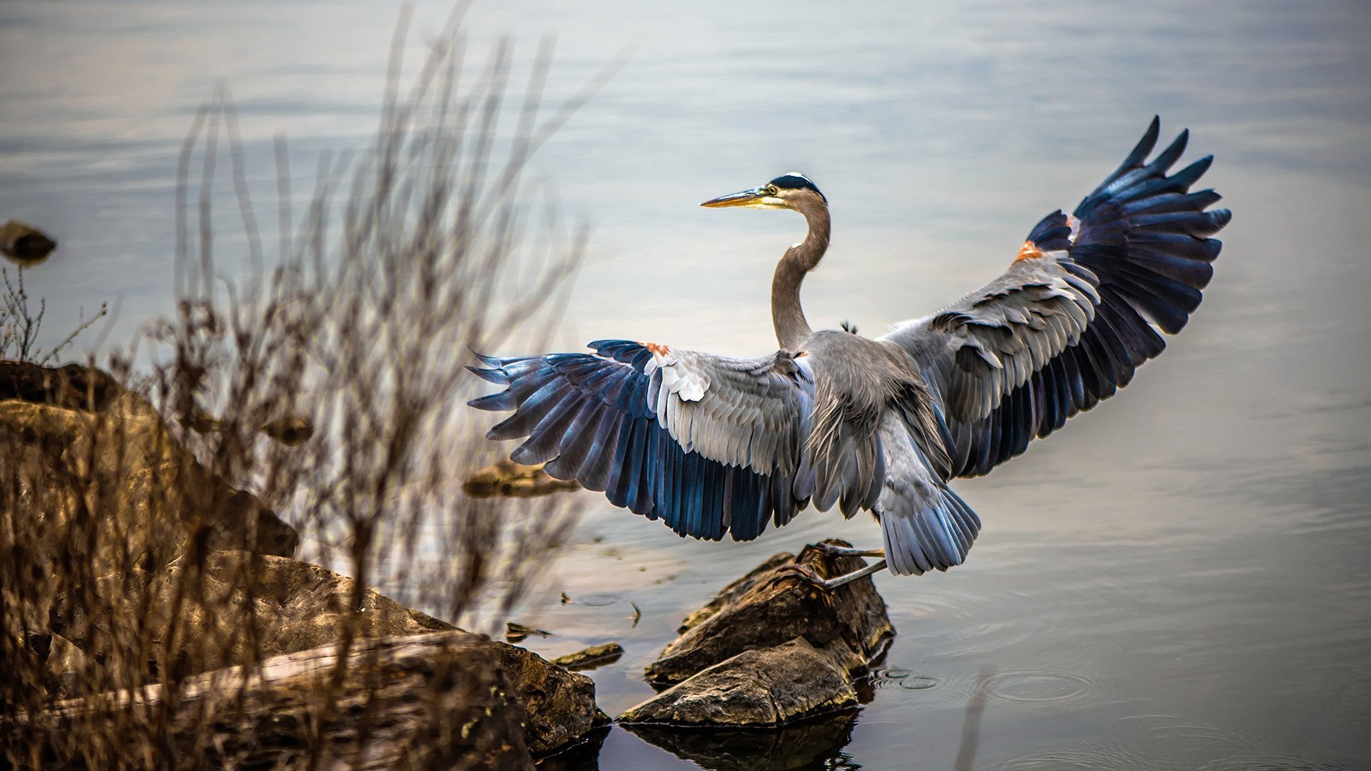 戈贝尔筑起绿军叹息之墙，爵士用防守哲学制霸波士顿