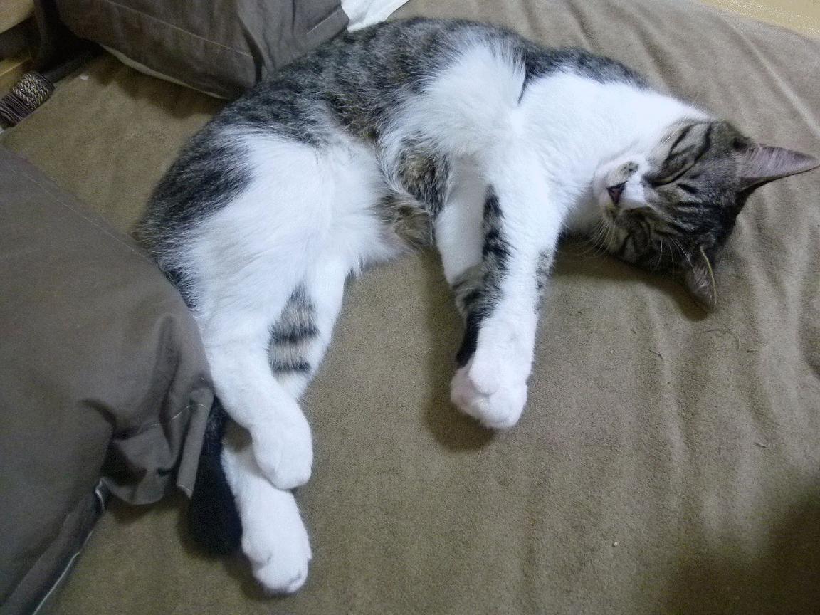 雷火电竞简介-东方凯尔特人，广厦强势晋级背后的哈登式关键哲学