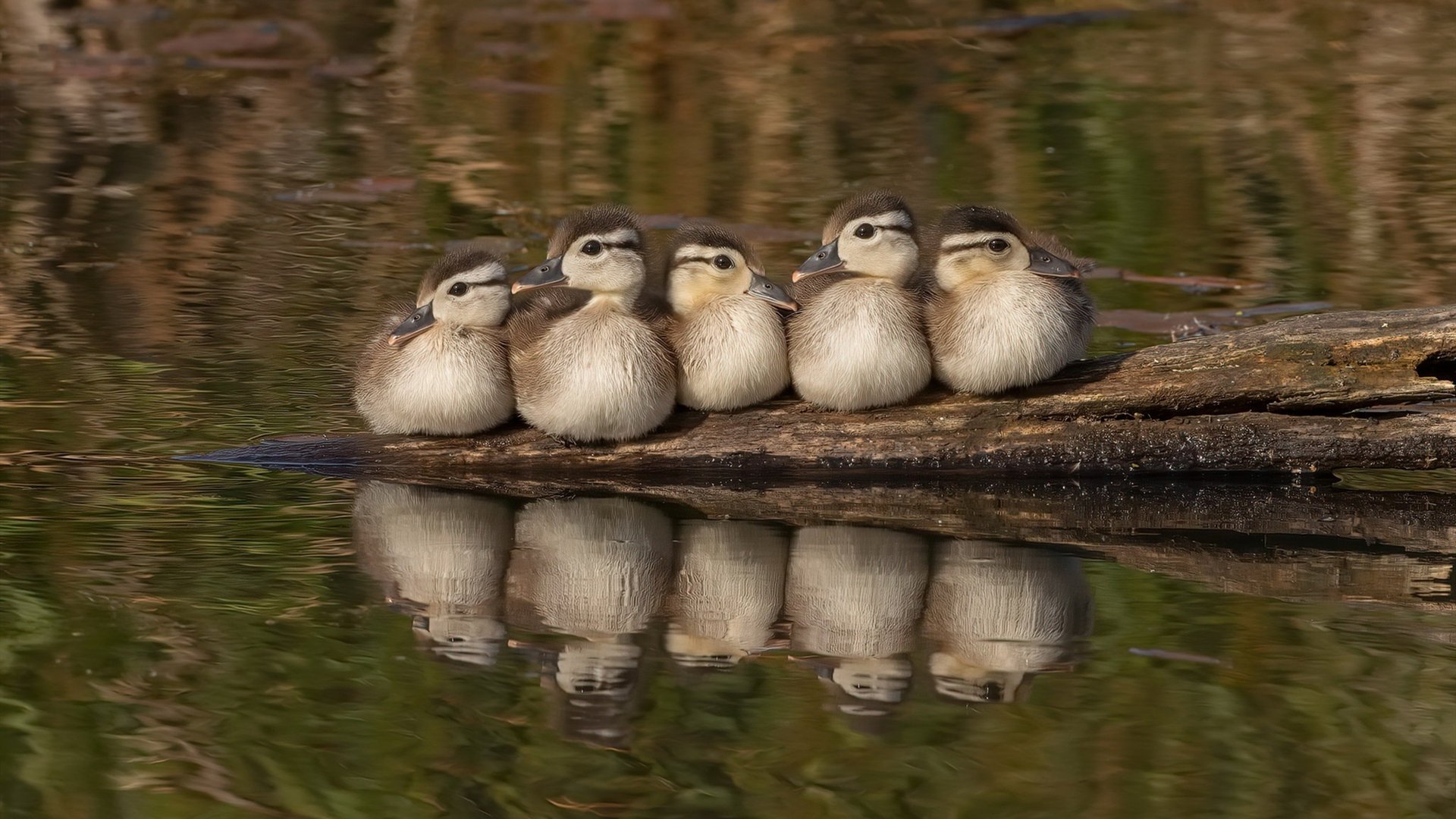 征服夜幕的独舞，哈利伯顿在F1街道赛之夜让悬念提前终结
